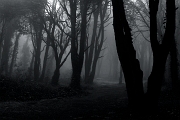 Through the mist - Peninha, Sintra, PT, 2013 