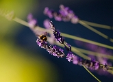 Bee and lavander - Terras de Bouro, PT, 2011 