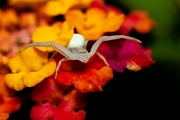 Crab spider, Aranha-caranguejeira – Misumena Vatea - Sintra, PT, 2011 