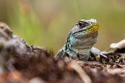 Ocellated Lizard, Sardão / Largato-ocelado – Timon lepidus - Póvoa de Lanhoso, PT, 2012 