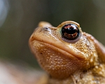 Common toad / Sapo Comum – Bufo bufo - Sintra, PT, 2012 