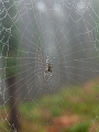 First day of Autum in Peninha - Sintra, PT, 2012 