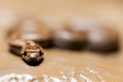 Southern smooth snake / cobra bordalesa – Coronella Girondica - Adraga, Sintra, PT, 2013 