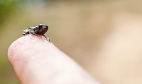 A very young common toad / Sapo Comum – Bufo bufo - Peninha, Sintra, PT, 2013 