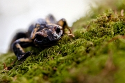 Fire salamander / salamandra-de-fogo ou salamandra-de-pintas-amarelas – Salamandra-salamandra - Sintra, PT, 2013 