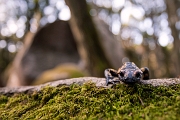 Fire salamander / salamandra-de-fogo ou salamandra-de-pintas-amarelas – Salamandra-salamandra - Sintra, PT, 2013 