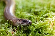Slow-worm / licranço – Anguis fragilis - Túrio Valley, Vieira do Minho, PT, 2014 
