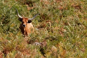 Barrosã Cow / Vaca Barrosã - Bos taurus - Cabril, Montalegre, PT, 2016 