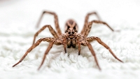 Wolf-spider, Aranha-lobo-radiada (PT) – Hogna Radiata - Vieira do Minho, PT, 2016 
