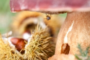 Boletus Edulis, Castanea sativa (and a fly…). - Vieira do Minho, PT, 2016 