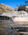 Fire salamander / salamandra-de-fogo ou salamandra-de-pintas-amarelas – Salamandra-salamandra - Xertelo, Montalegre, PT, 2017 