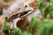 Iberian frog; rã-ibérica– Rana iberica - Túrio Valley, Vieira do Minho, PT, 2017 