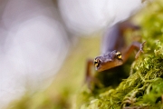 Bosca’s newt / Tritão-de-ventre-laranja – Lissotriton boscai - 2012 - Sintra, PT 