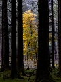 Gougane Barra Woods - 2019 - Ballingeary, Co. Cork, IE 