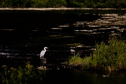Great Heron in the Bandon River - Ardea cinerea - 2020 - Bandon, Co. Cork, IE 