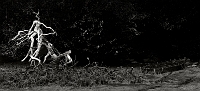 Decay - 2021 - Glenmacnass, Co. Wicklow, IE 