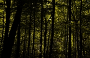 Albergaria Woods - Gerês, Terras de Bouro, PT, 2011 