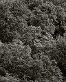 Albergaria Woods - Gerês, Terras de Bouro, PT, 2012 