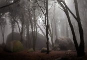 Peninha Woods - Sintra, PT, 2012 