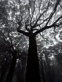Australian Blackwood  – Acacia melanoxylon - Sintra, PT, 2012 