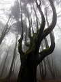 Peninha Woods - Sintra, PT, 2013 