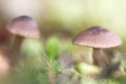 Fungi - Vieira do Minho, PT, 2016 