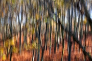 Castanheiros Slope Woods - Agra, Vieira do Minho, PT, 2016 