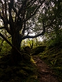 Muckross Lake trail - Killarney, Co. Kerry, IE, 2018 