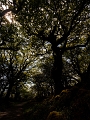 Muckross Lake trail - Killarney, Co. Kerry, IE, 2018 